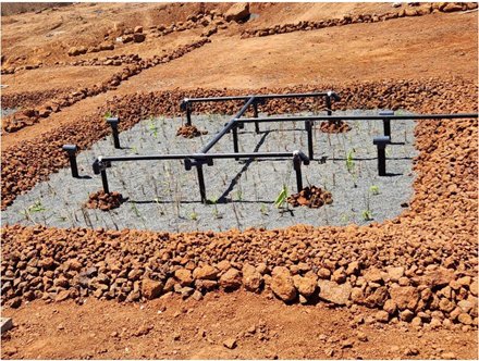 Bassin de rétention et papyrus